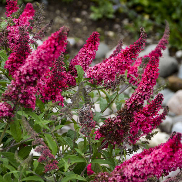 Buddleia 'Prince Charming' MONARCH® - Butterfly Bush