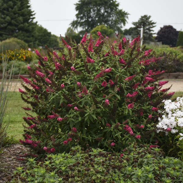 Buddleia 'Prince Charming' PP28903 MONARCH® Collection