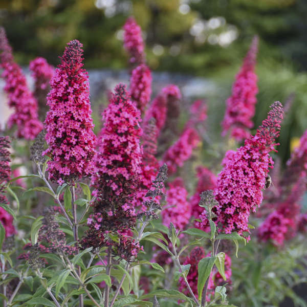 Buddleia 'Prince Charming' PP28903 MONARCH® Collection