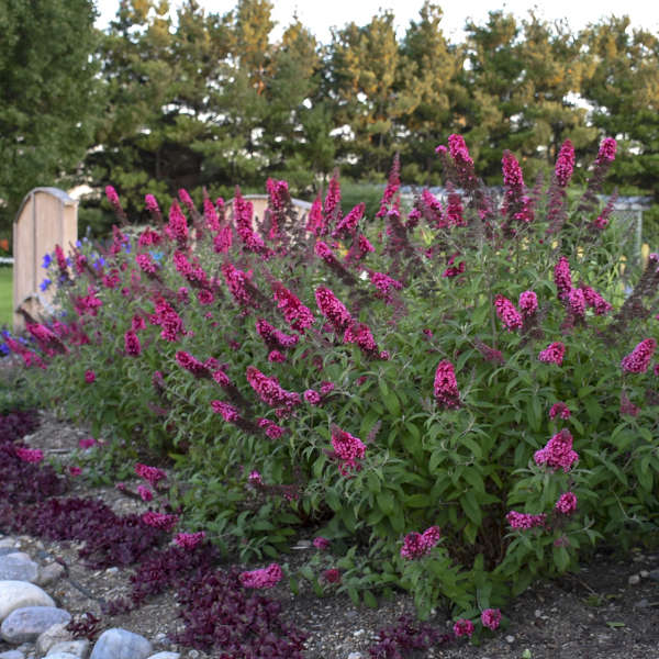 Buddleia 'Prince Charming' PP28903 MONARCH® Collection