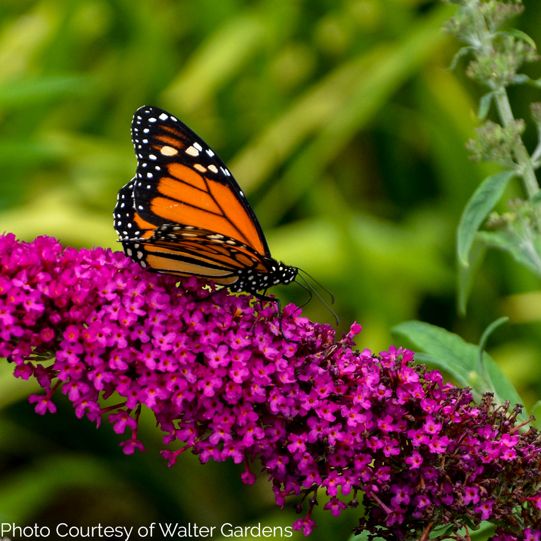Buddleia ' Queen of Hearts' MONARCH® Collection