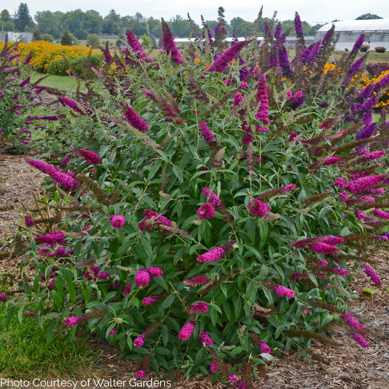 Buddleia ' Queen of Hearts' MONARCH® Collection