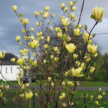 Magnolia 'Butterflies'