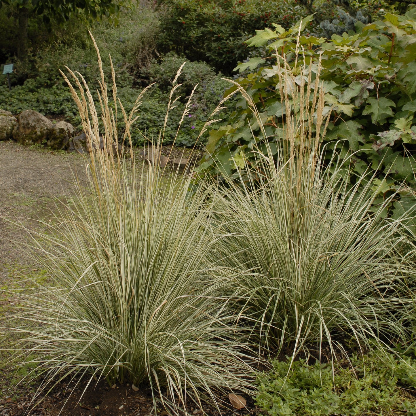 Variegated Feather Reed Grass