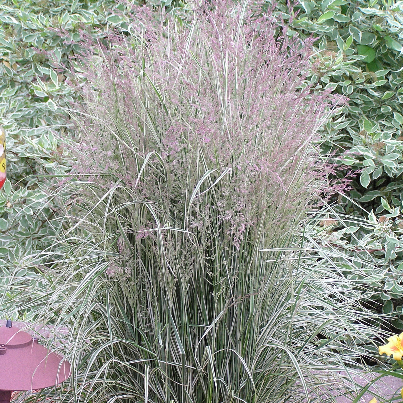 Variegated Feather Reed Grass – New Blooms Nursery