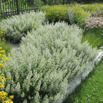 Calamintha Nepeta
