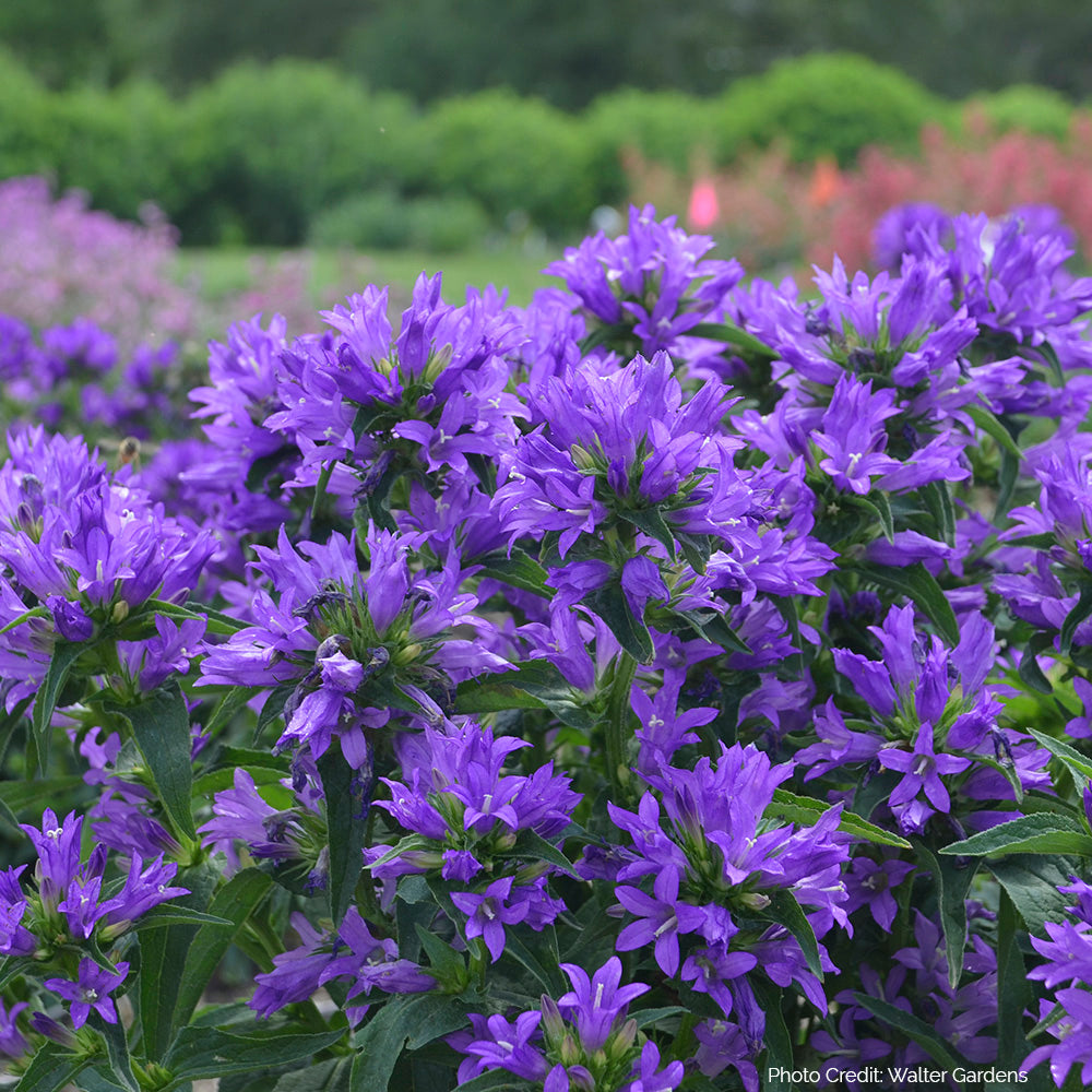 Campanula Glomerata 'Freya' - Clustered Bellflower