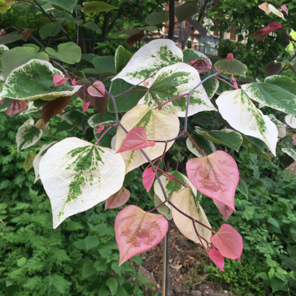 Carolina Sweetheart Redbud - Variegated