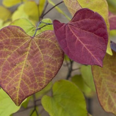 Flame Thrower Redbud (Cercis) Leaves