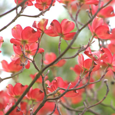 Cherokee Chief Dogwood Blooms