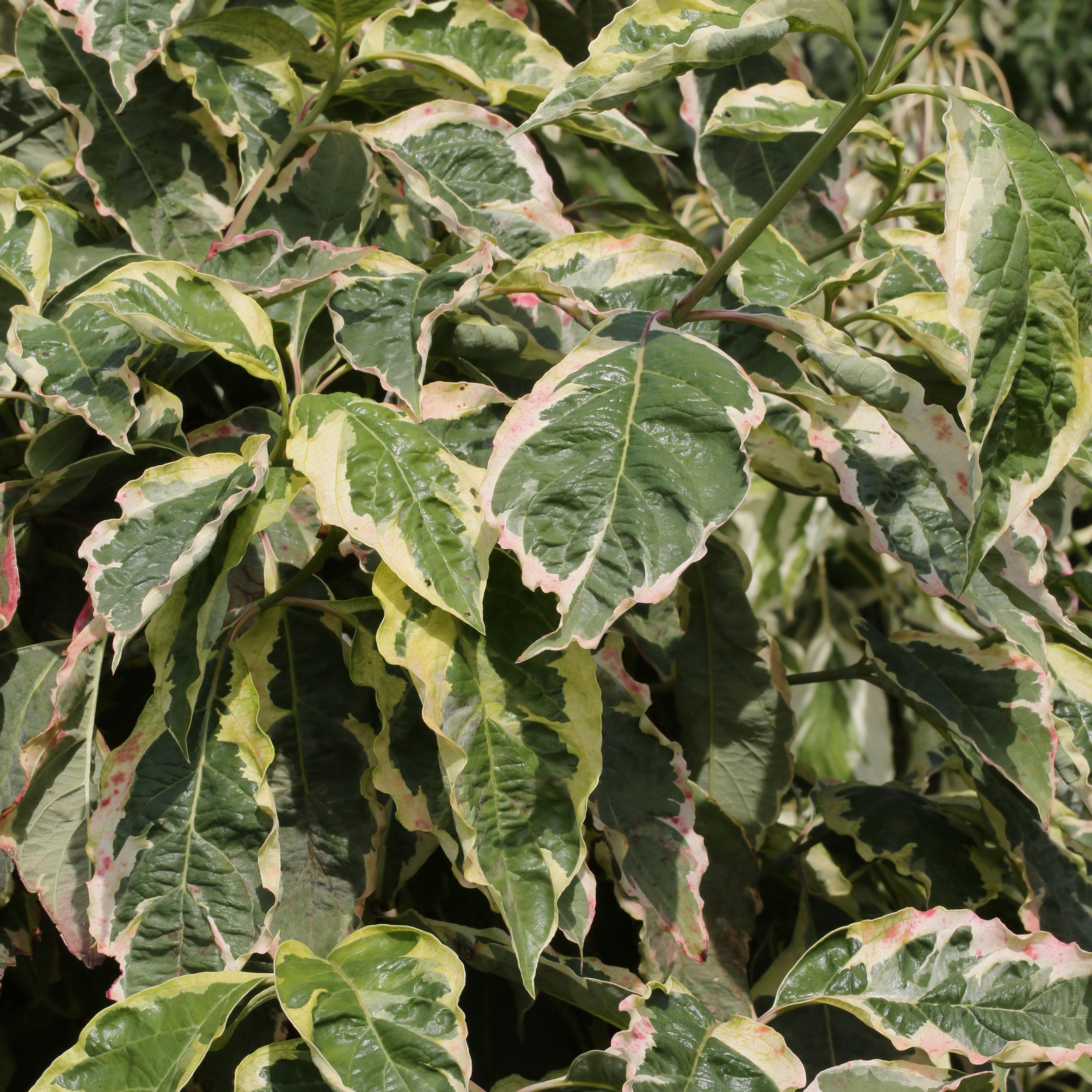 Cherokee Daybreak® Flowering Dogwood – New Blooms Nursery
