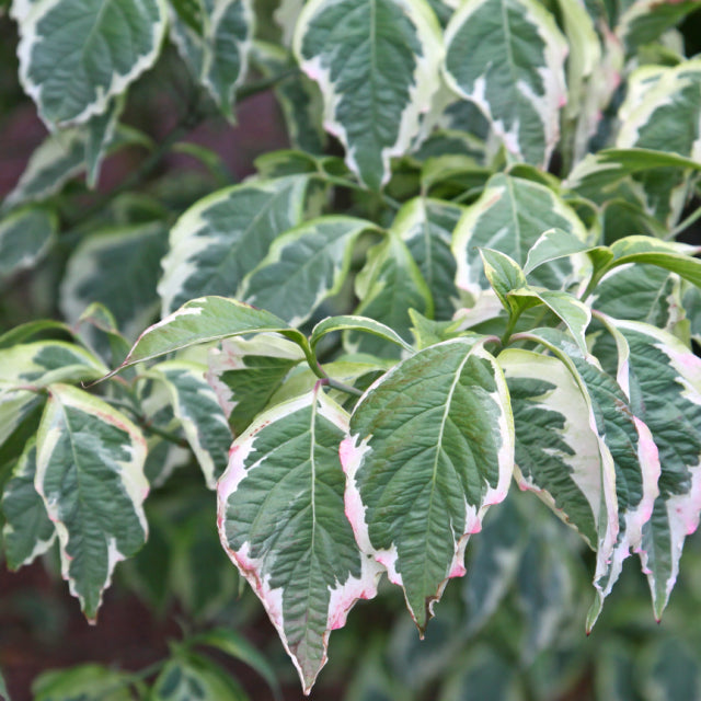 Cherokee Daybreak® Flowering Dogwood