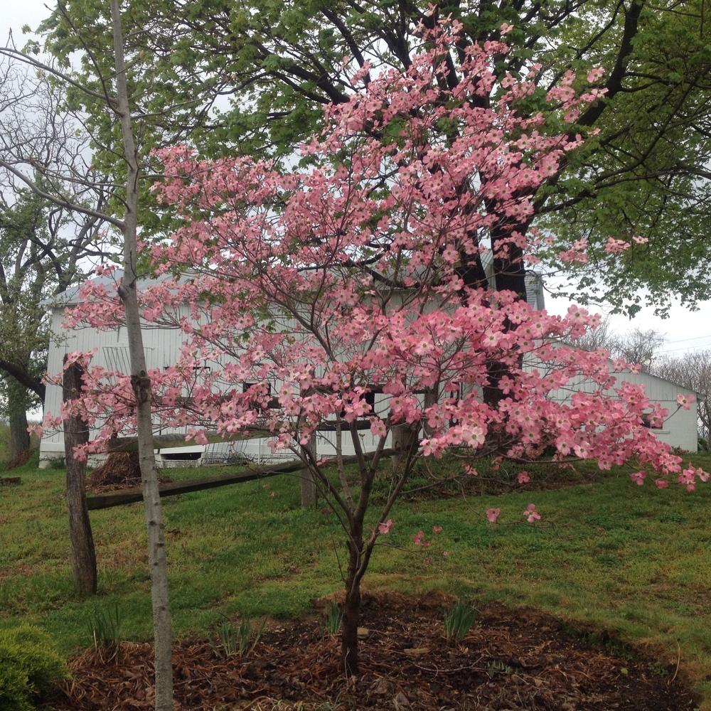 Cherokee brave dogwood tree discount