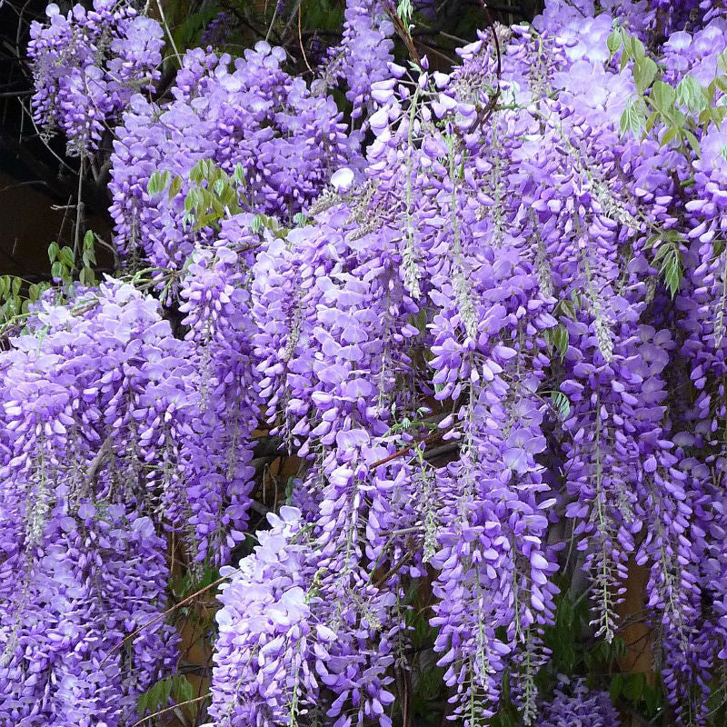 Wisteria Flower