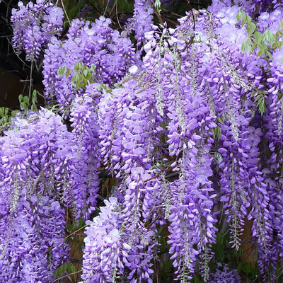 Wisteria Flower