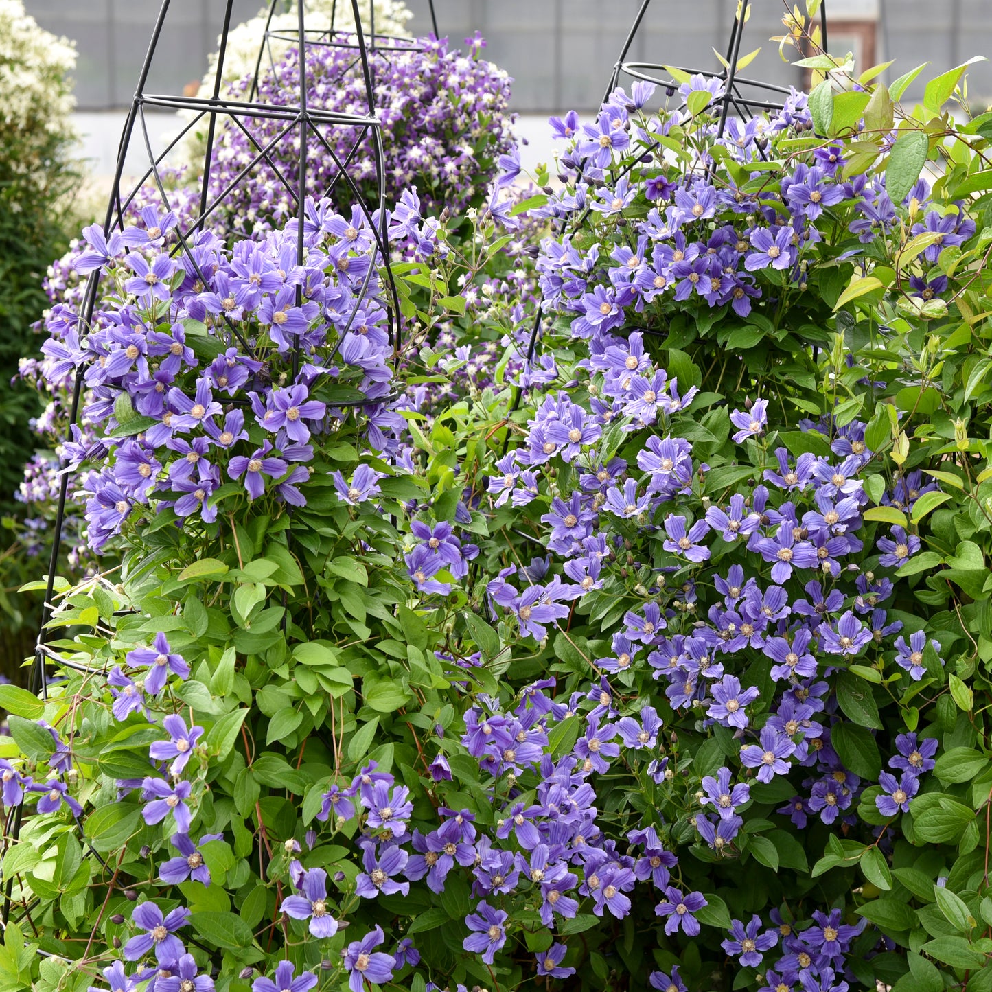 Clematis 'Rain Dance'