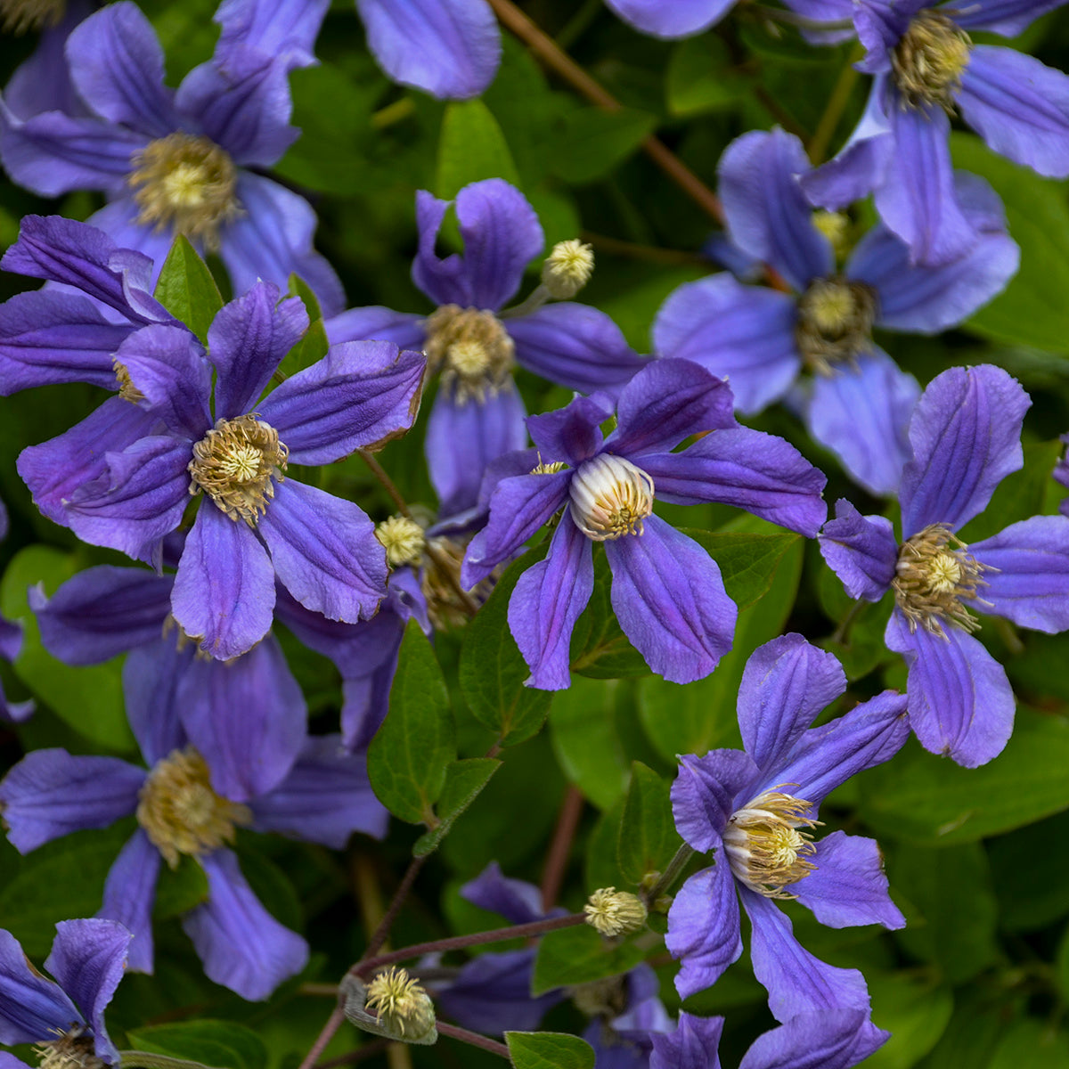 Clematis 'Rain Dance'