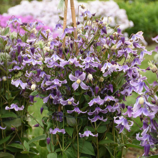 Clematis 'Stand by Me Lavender'