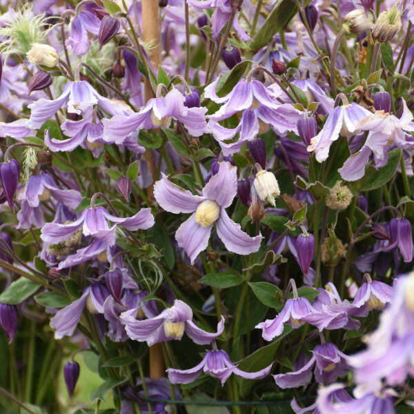 Clematis 'Stand by Me Lavender'