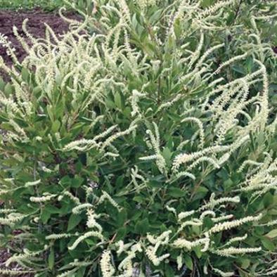 Einstein Clethra - Summer Sparkler - Summersweet