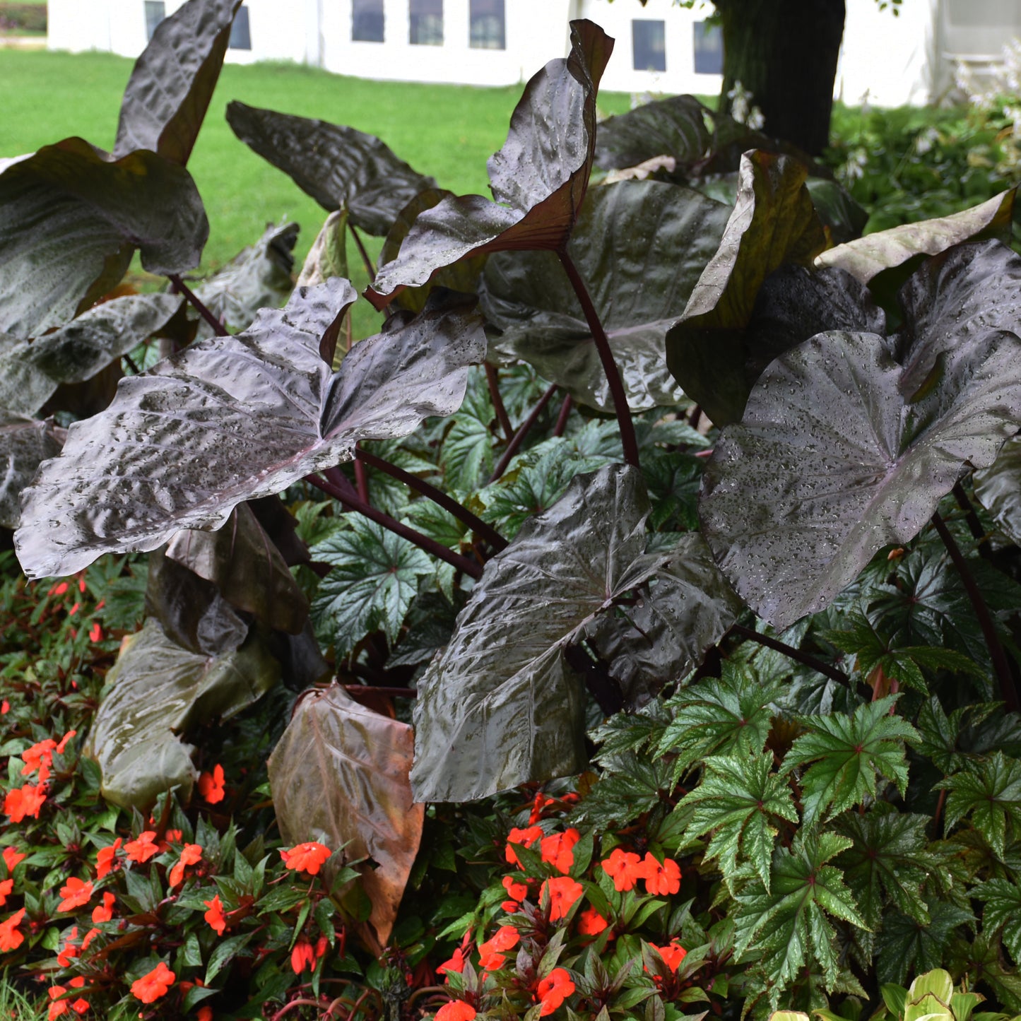 Colocasia Distant Memory - Elephant Ear