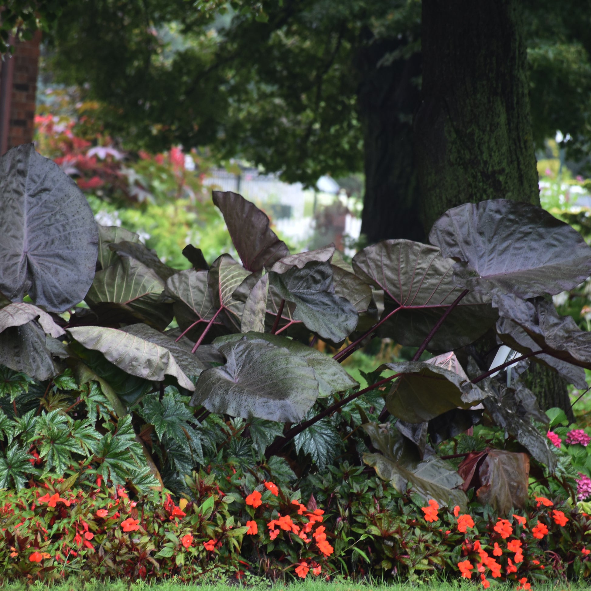 black elephant ears plants Colocasia Distant Memory