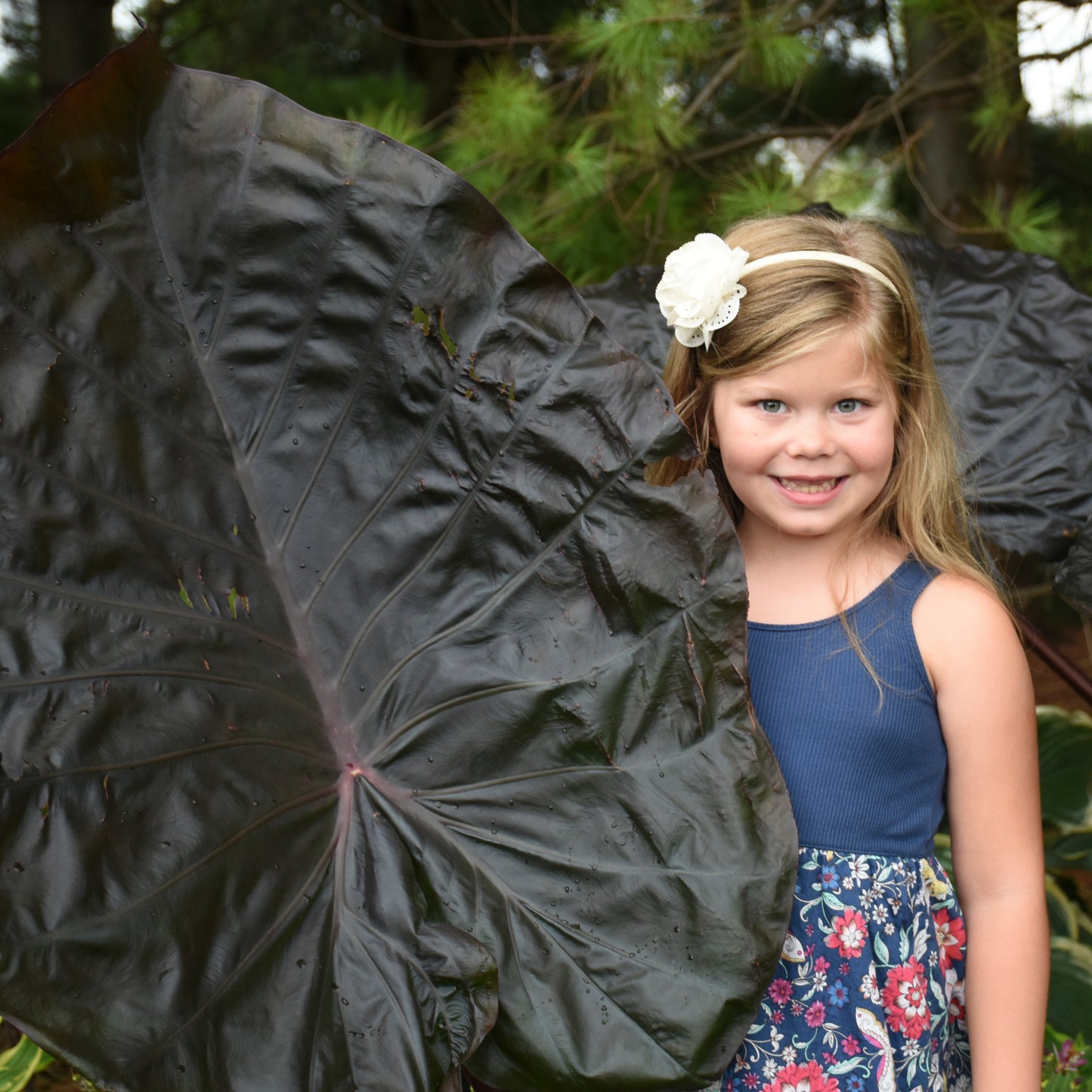 Colocasia Distant Memory - Elephant Ear