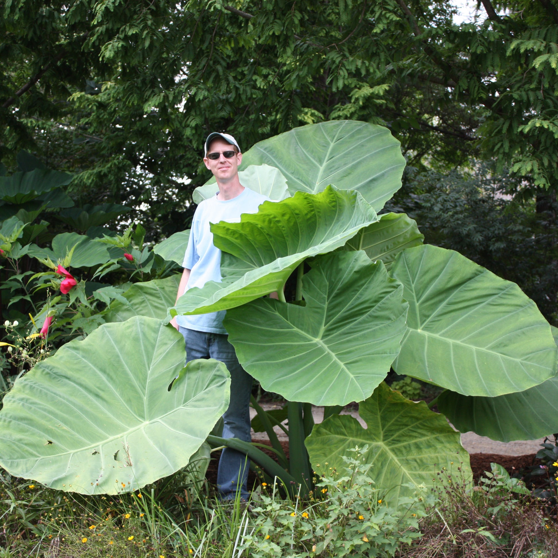 giant elephant ear plant uk Colocasia gigantea Thailand Giant