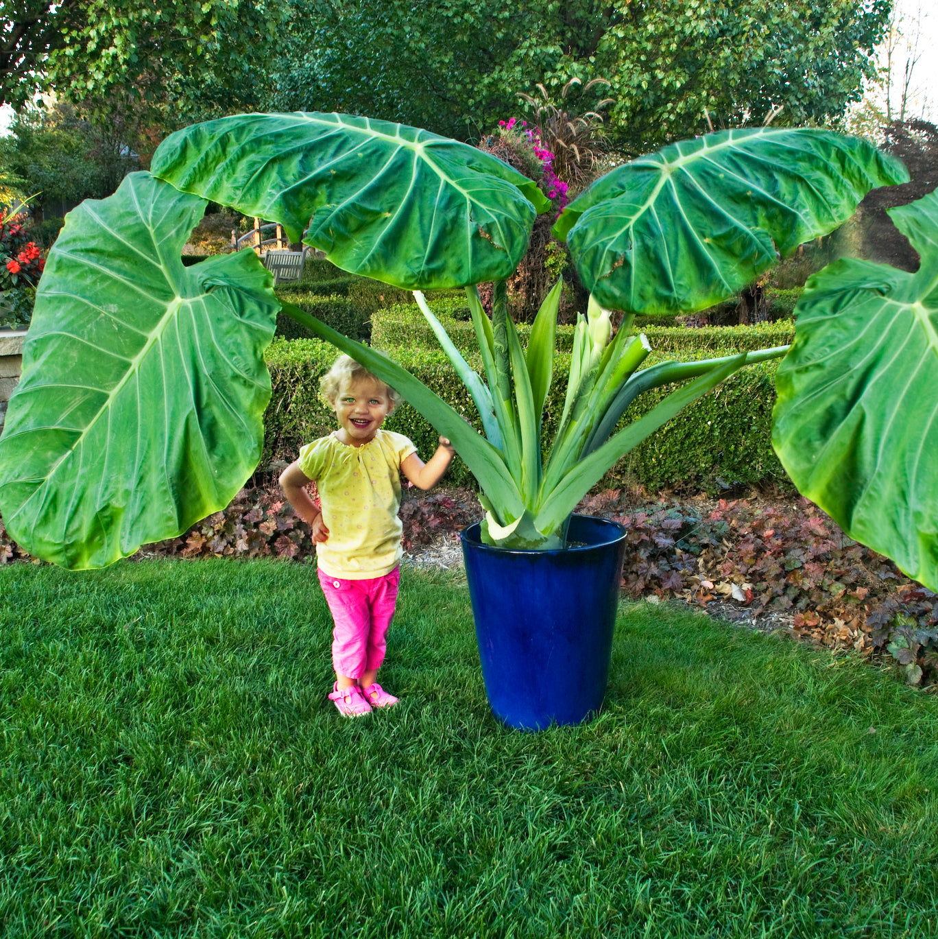 where to buy giant elephant ear plants Colocasia gigantea Thailand Giant