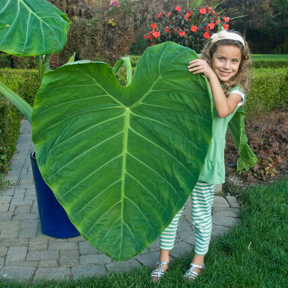 elephant ear plant types Colocasia gigantea Thailand Giant