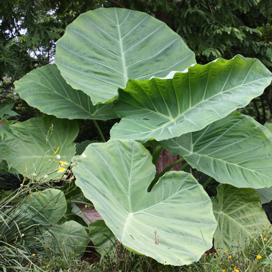 Colocasia gigantea Thailand Giant - Elephant Ear