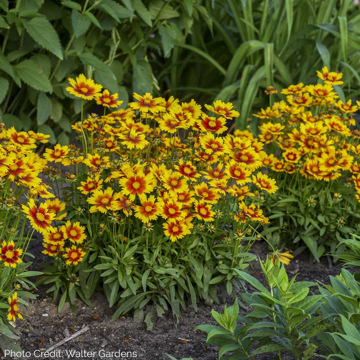 Coreopsis UPTICK™ Gold & Bronze - Tickseed