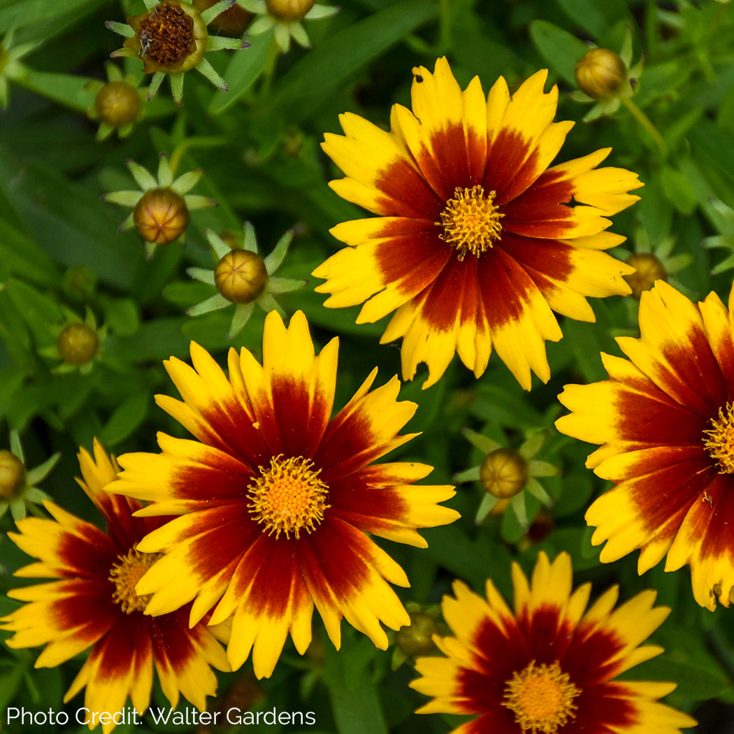 Coreopsis UPTICK™ Gold & Bronze - Tickseed