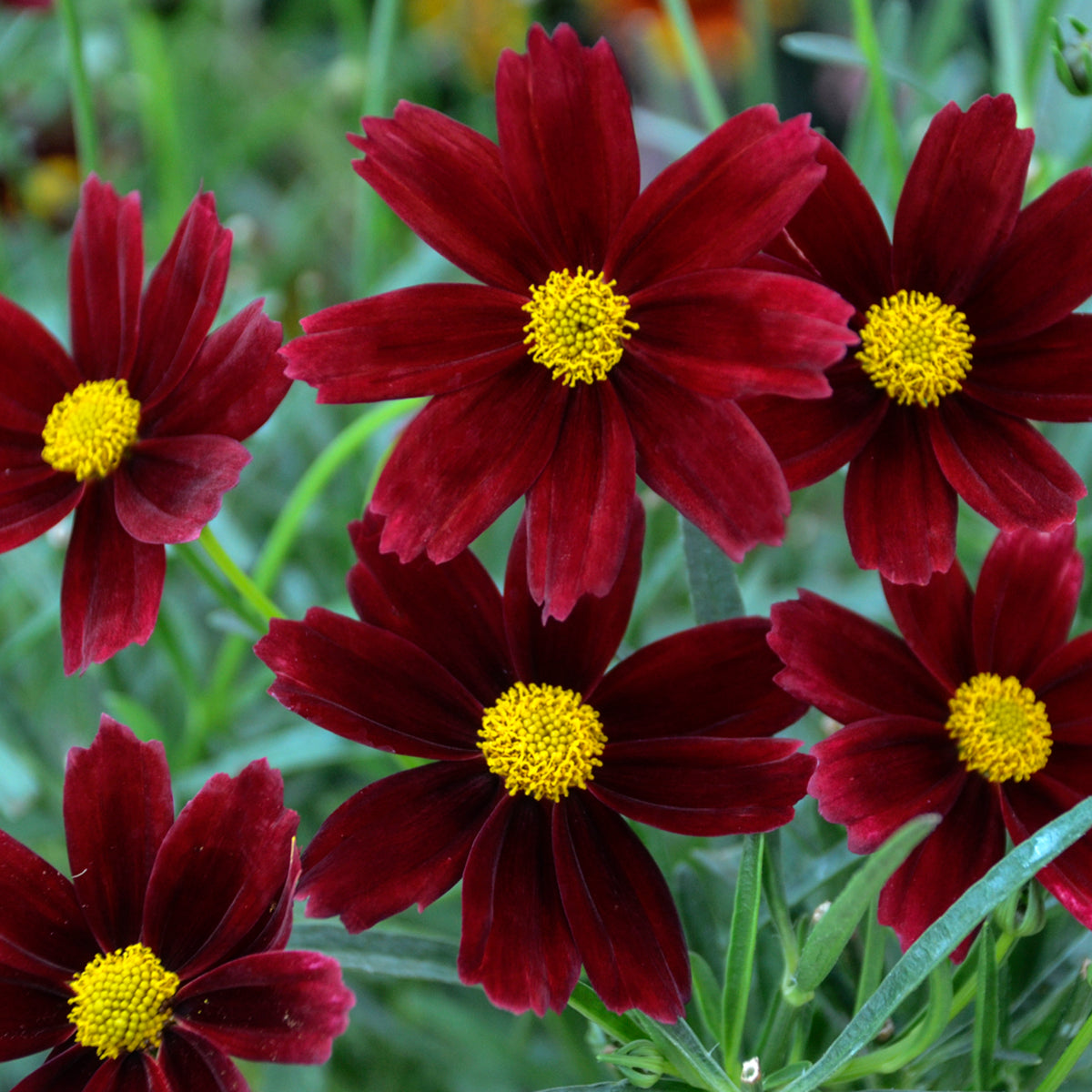 Coreopsis 'Red Elf' - Tickseed