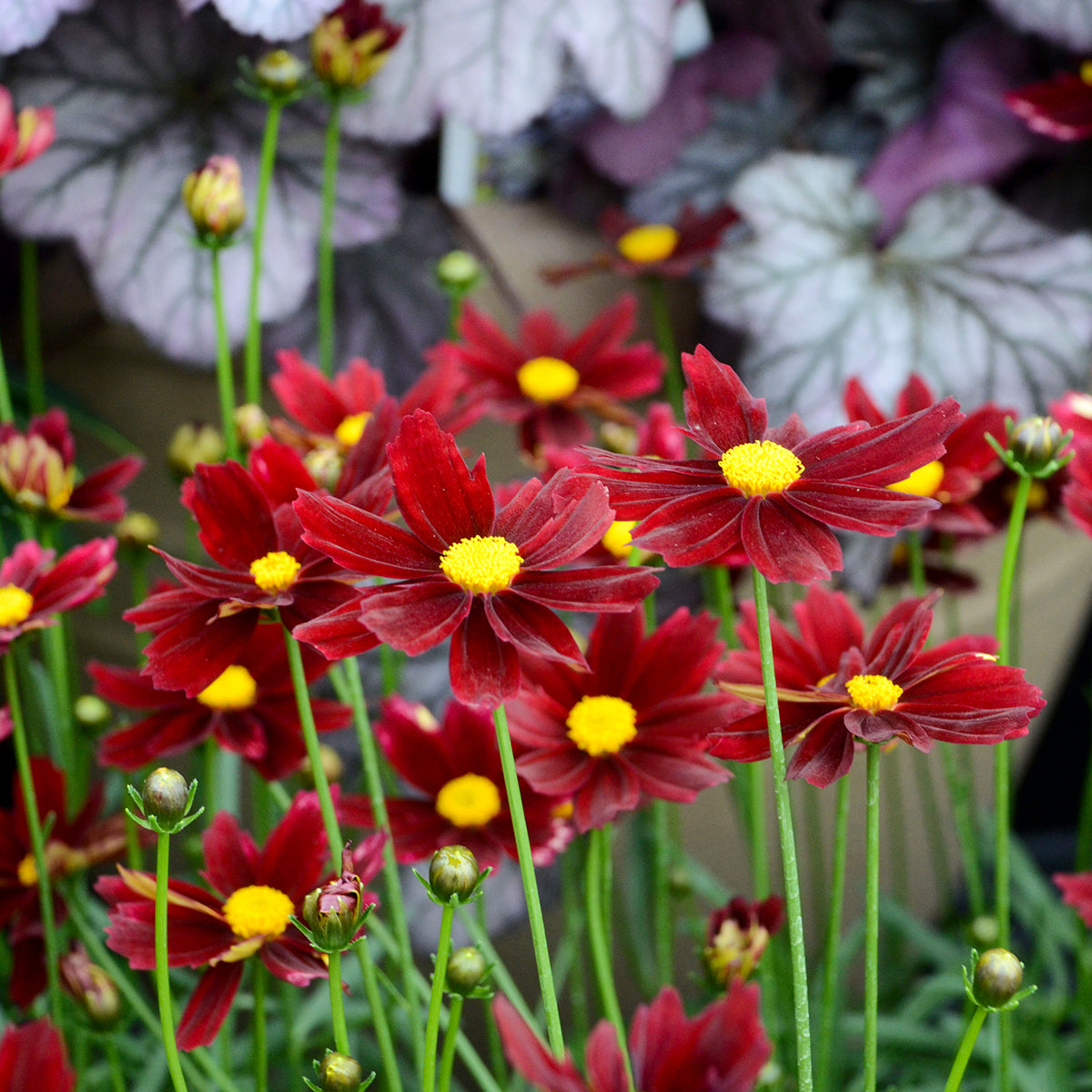 Coreopsis 'Red Elf' - Tickseed