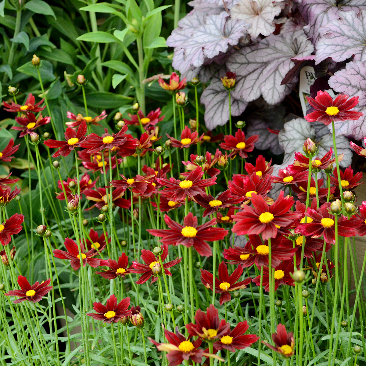 Coreopsis 'Red Elf' - Tickseed