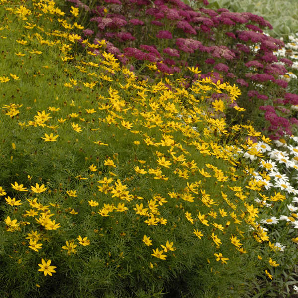 Coreopsis Zagreb - Tickseed