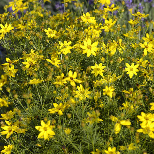 Coreopsis Zagreb - Tickseed