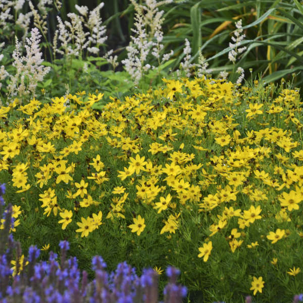 Coreopsis Zagreb - Tickseed