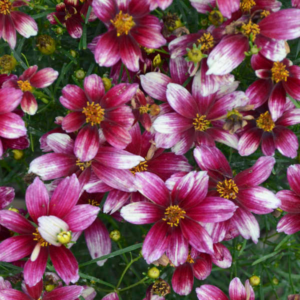 Coreopsis Zesty Zinger - Tickseed – New Blooms Nursery
