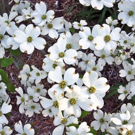 Jean's Appalachian Snow Dogwood