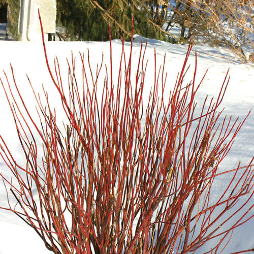 Arctic Fire® Red Twig Dogwood