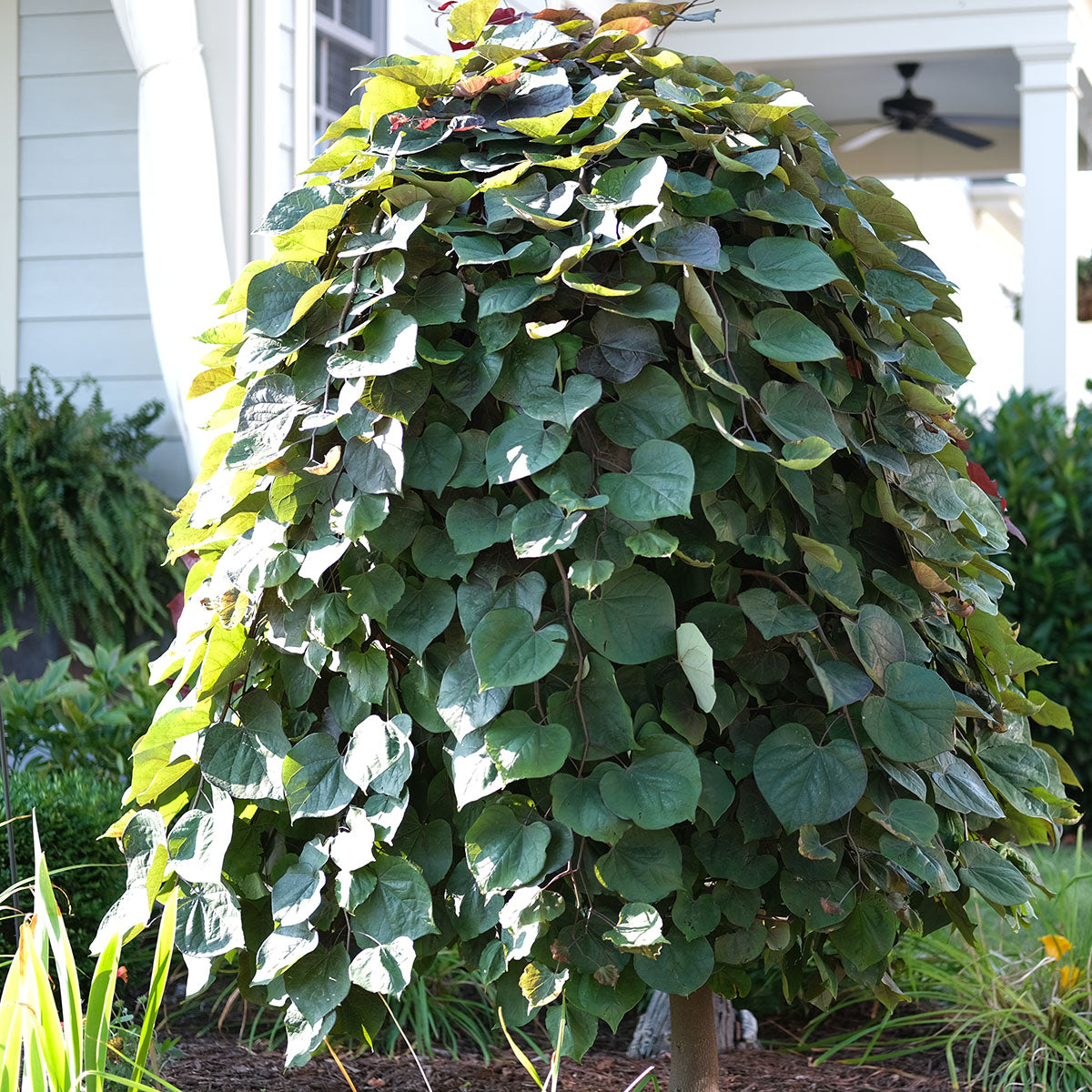 Ruby Falls Redbud - Cercis Candensis