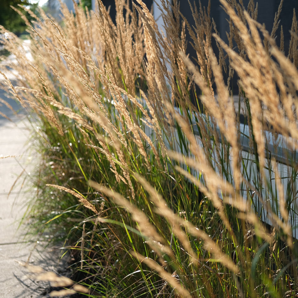 Karl Forester Feather Reed Grass