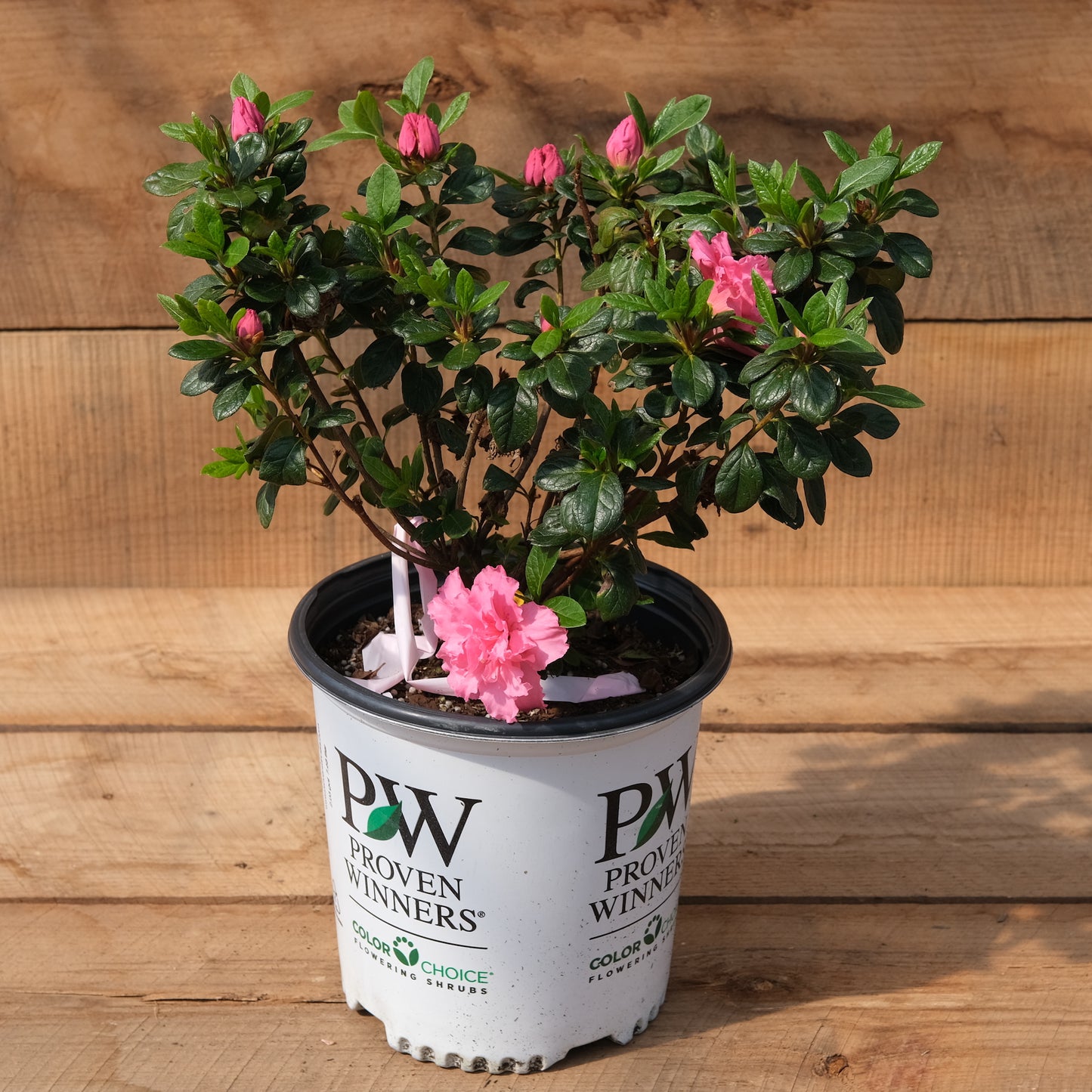 Azalea Double Pink Bloomathon®