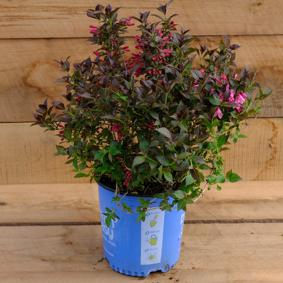 Weigela 'Date Night Stunner'