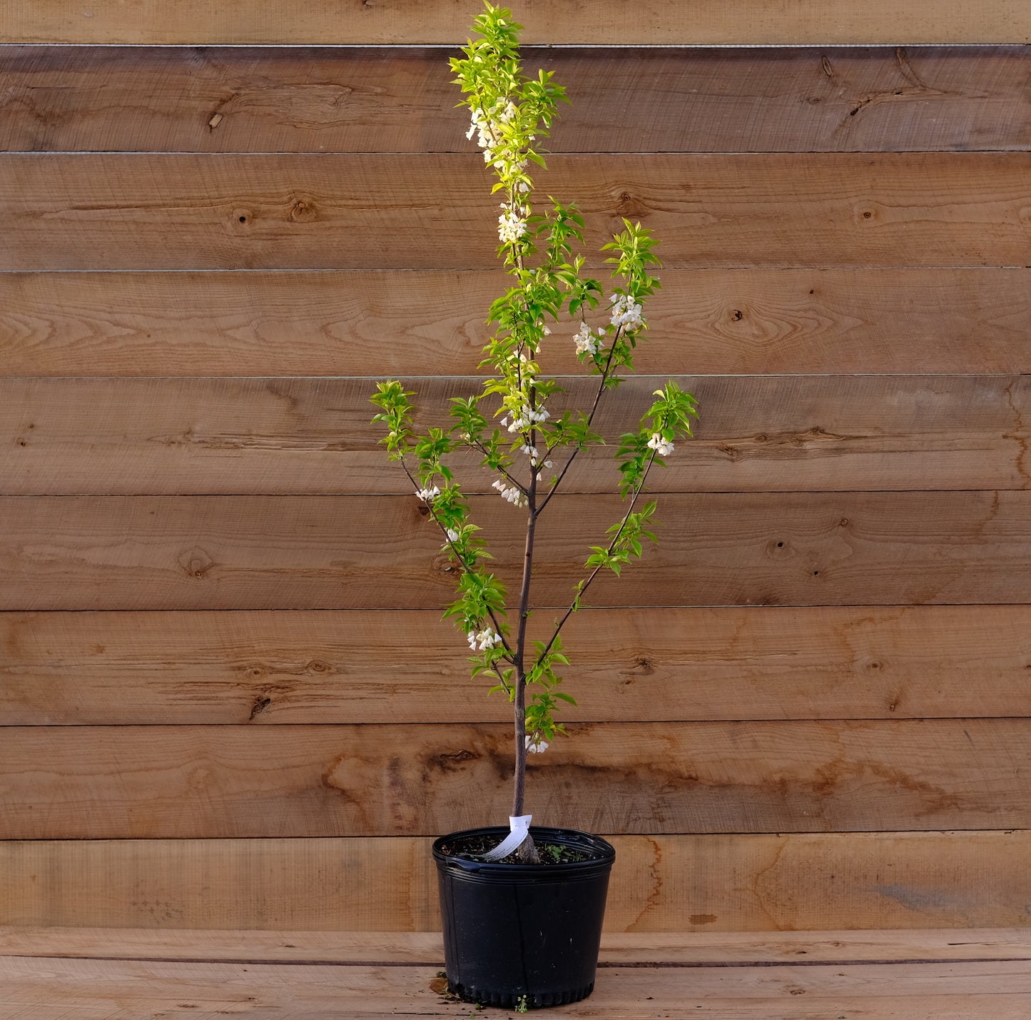 Carolina Silverbell 'Jersey Bell'