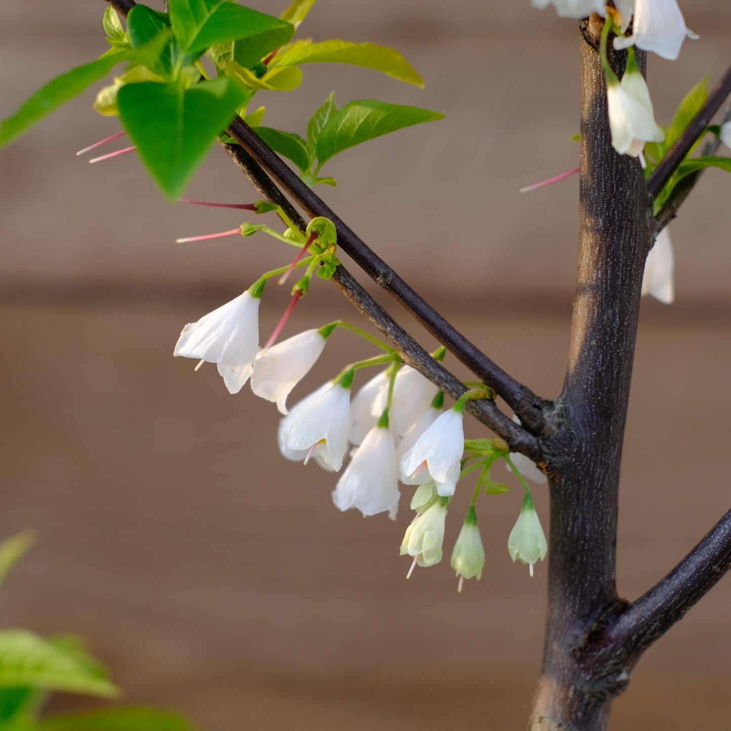 Carolina Silverbell 'Jersey Bell'