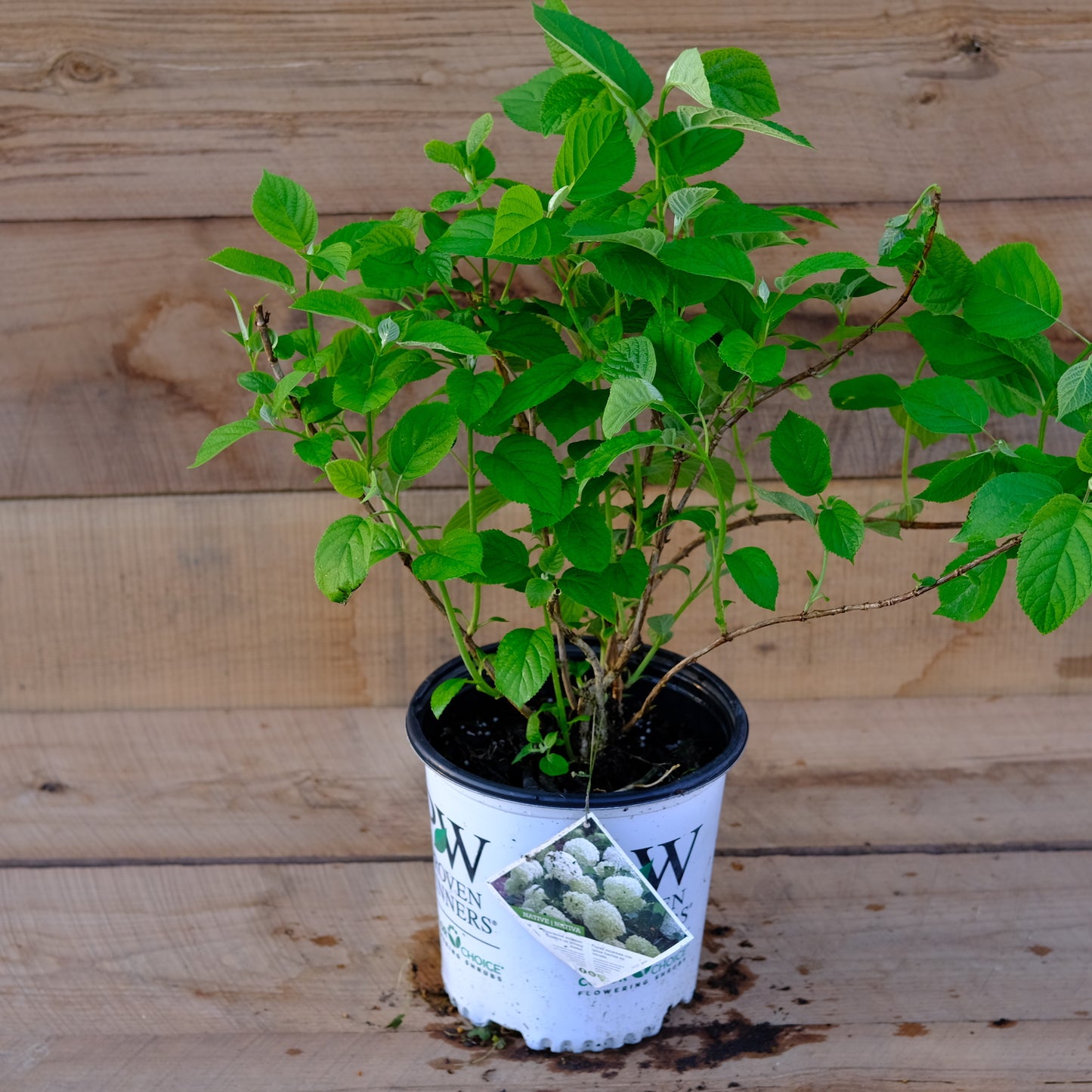 Incrediball® Smooth Hydrangea
