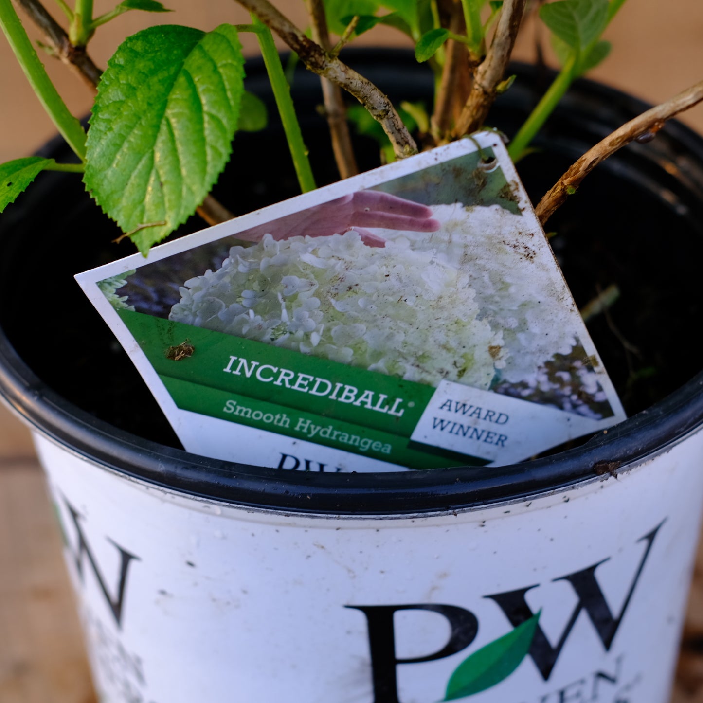 Incrediball® Smooth Hydrangea